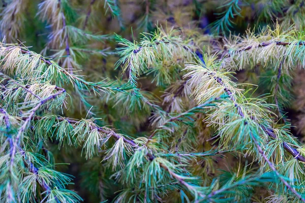 Thick Soft Green Branches Siberian Larch Selective Soft Foscus — Stock Photo, Image