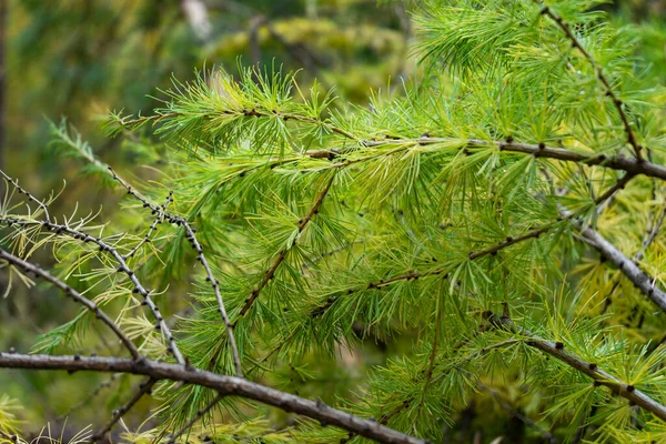 Dicke Weiche Grüne Äste Sibirischer Lärche — Stockfoto