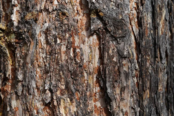 Struktura Borové Kůry Detailní Záběr Borové Kůry — Stock fotografie