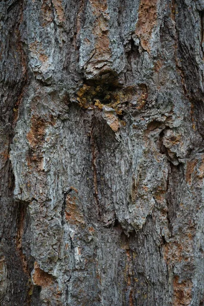 松の皮 古い木のピヌス ピネア樹皮 樹皮の質感を閉じます — ストック写真