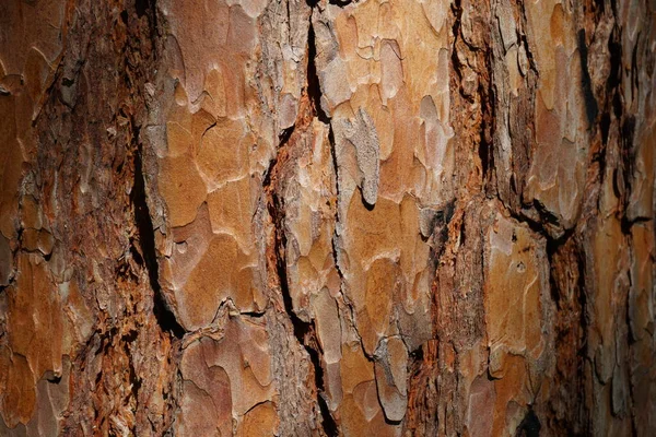 Φλοιό Πεύκου Pinus Pinea Γαβγίζει Από Ένα Γέρικο Δέντρο Στενή — Φωτογραφία Αρχείου