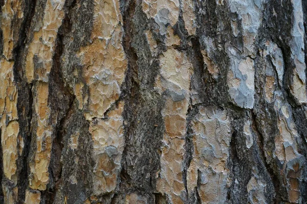 Struktura Borovice Kůrového Kamene Stará Pinus Pinea Bark — Stock fotografie