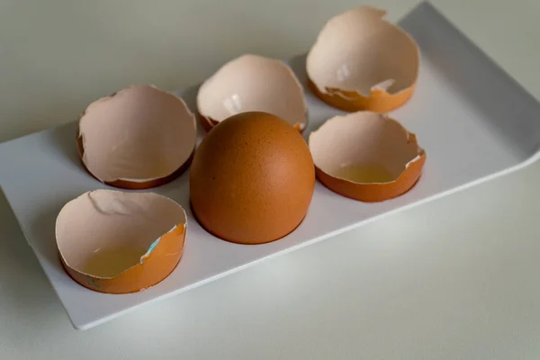 Ціле Куряче Яйце Серед Мушлі Упередження Виживання — стокове фото