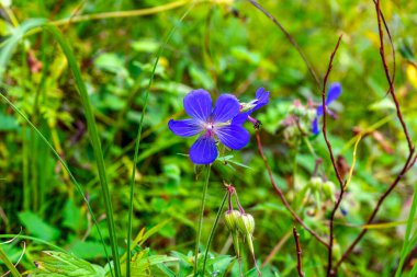 Çimlerde yalnız mor orman çiçeği.