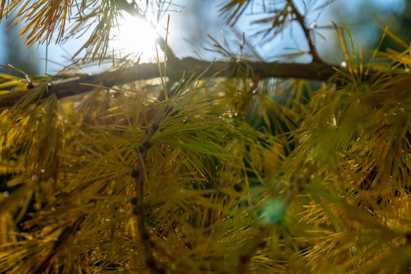 Zweige des Nadelbaums Larix sibirica in den Morgenstrahlen der Sonne, weicher selektiver Fokus. Tannenzweige in defokussiertem Zustand — Stockfoto
