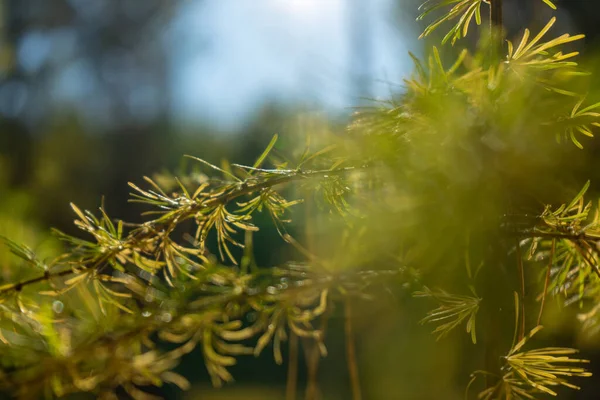 침엽수인 라 릭스 시비 리카 (Larix sibirica) 의 가지들은 아침 햇살을 받으며 부드럽게 선택적으로 초점을 맞춥니다. 보존 상태에 있는 소나무의 가지들 — 스톡 사진