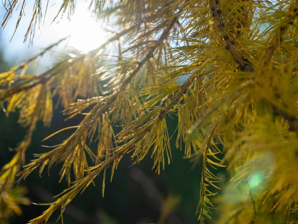 침엽수인 라 릭스 시비 리카 (Larix sibirica) 의 가지들은 아침 햇살을 받으며 부드럽게 선택적으로 초점을 맞춥니다. 보존 상태에 있는 소나무의 가지들 — 스톡 사진