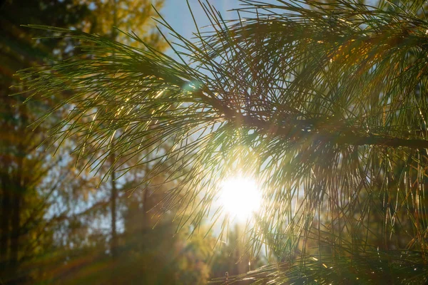 Zielony cedr w słońcu. Gęste gałęzie drzewa iglastego — Zdjęcie stockowe