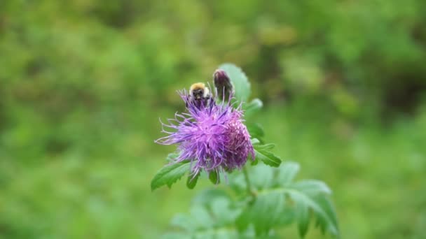 Bumblebee Kerää Siitepölyä Violetti Vaaleanpunainen Villi Kukka Ohdake Teasel — kuvapankkivideo