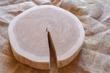 Kesik meşe ağacı. Çuval bezi arka planında meşenin kesiti.