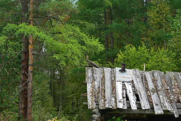 Evin eski çatısı tahtalardan yapılmıştır. Taiga 'da terk edilmiş eski bir ahşap ev. Sibirya 'da bir av kulübesi. — Stok fotoğraf