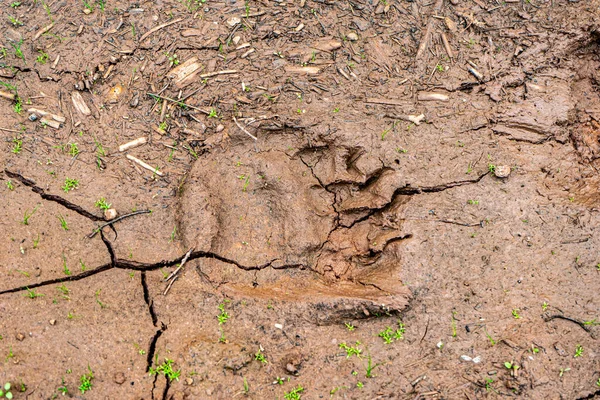 footprint of a bear\'s paw on the ground after rain. bear\'s trail in a dried-up puddle.