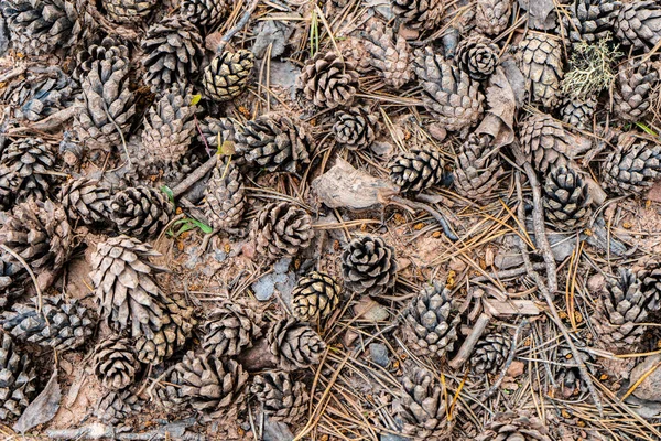 Pine Cones Ground Fallen Pine Cones — Stockfoto