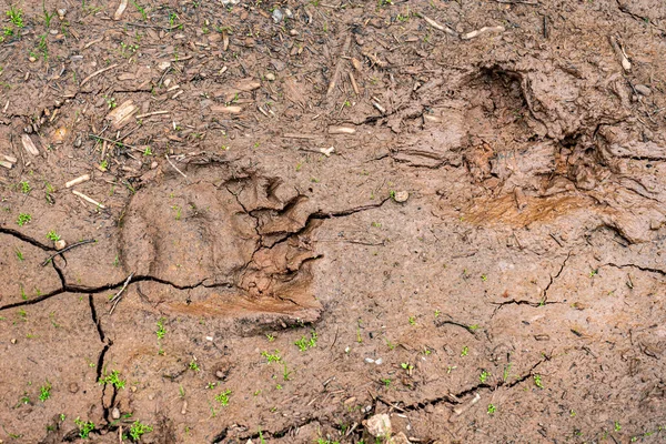 pawprint of a bears paw on the ground after rain. bears trail in a driedup puddle.