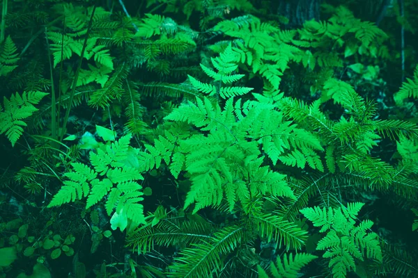 Fern leaves banner. landscape. Fern plants in forest. Fresh green tropical foliage. Organic nature background. Rainforest jungle landscape. Green plants nature wallpaper. — Zdjęcie stockowe