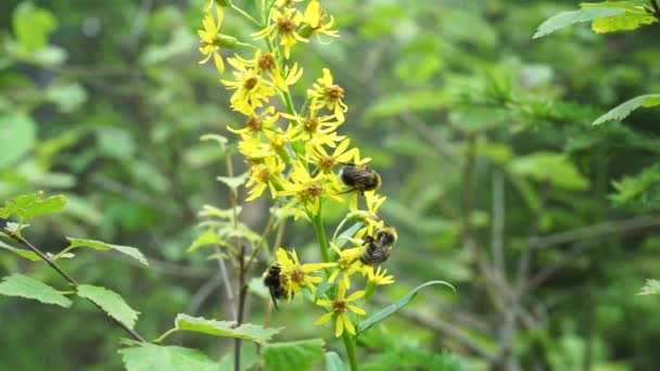 Wildbienen sammeln Nektar und Pollen von wilden gelben Waldblumen — Stockvideo