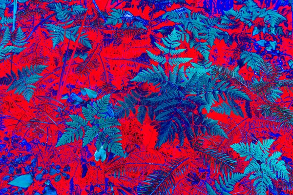 Tropische Farnblätter. Farnblätter in künstlerischer Ausführung von Blau- und Rottönen — Stockfoto