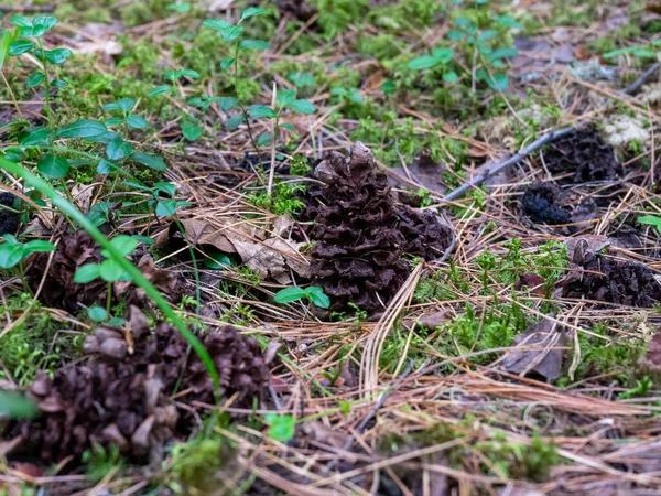 Pine Cones Ground Fallen Pine Cones — 스톡 사진