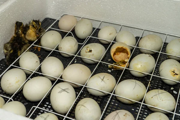 Гусячі Яйця Інкубаторі Інкубація Гусячого Яйця Процес Вилуплення Гусячих Яєць — стокове фото