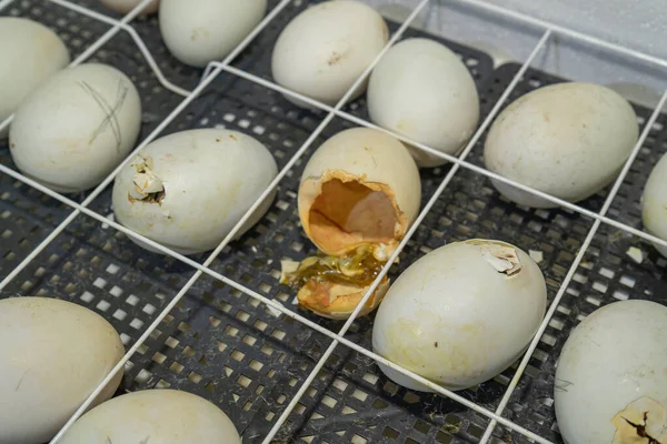 Goose eggs in an incubator. Goose egg incubation. The process of hatching from goose eggs in the incubator