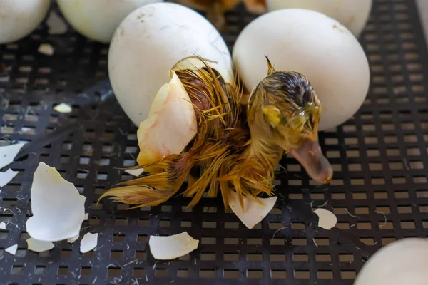 Nahaufnahme der Crack-Ei-Ente vor der Geburt. Das Schlüpfen aus Gänseeiern im Brutschrank. — Stockfoto