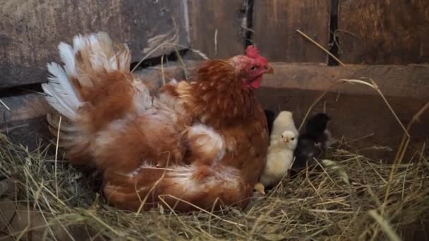 Hen with chickens. mom chick sits with her chicks in the barn — Vídeo de Stock