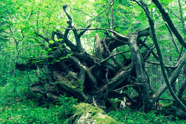 Gnarled branches and roots of an upturned tree.