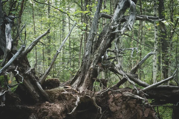 Remains Tree Dry Dead Upturned Gray Roots Old Dry Roots — Fotografia de Stock