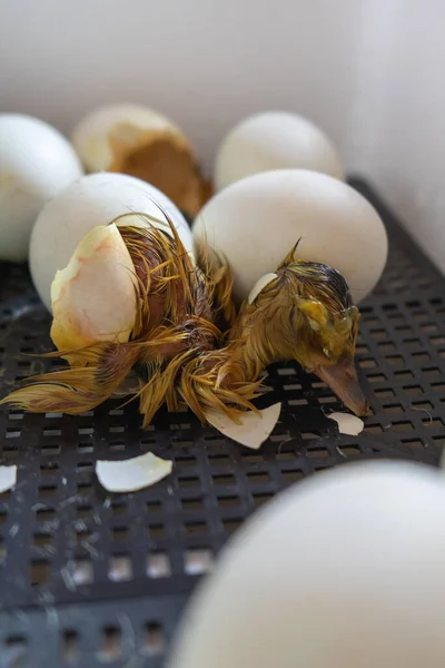 Process of hatching from goose eggs in the incubator. Close up of crack egg duck before birth.