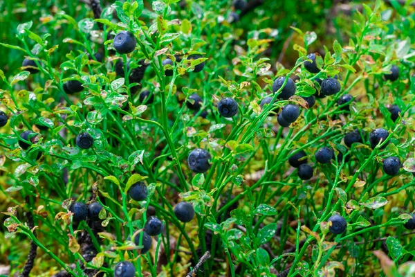 Blueberries. green Blueberry with ripe large juicy berries — 스톡 사진