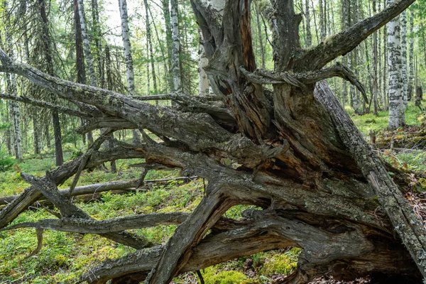 Roots Old Fallen Trees Large Dry Tree Root — Fotografia de Stock