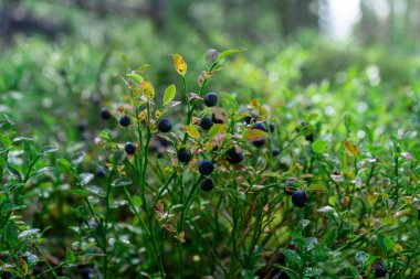 Yabanmersini. Olgun, sulu böğürtlenli yeşil yabanmersini