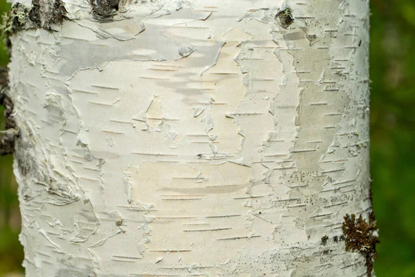 Birch Bark Texture Bark Trunk Birch Tree Young Birch Bark — Stockfoto