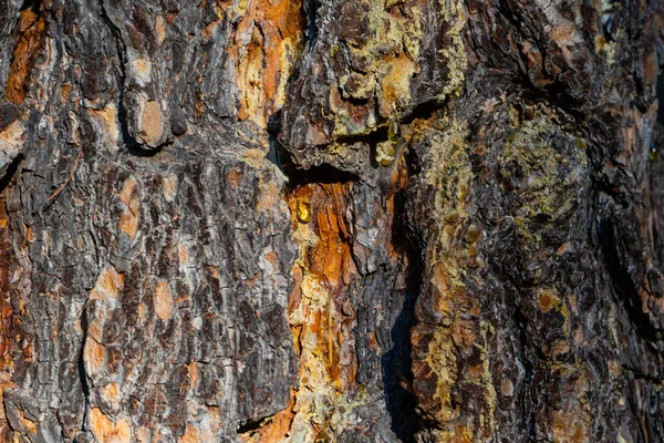 Texture Old Pine Bark Rough Pine Bark Close — Φωτογραφία Αρχείου
