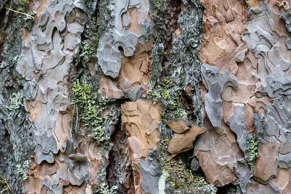 Texture Old Pine Bark Rough Pine Bark Close — стоковое фото