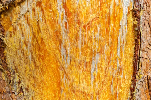 Damaged Pine Trunk Pine Damaged Bark Protruding Resin — Stock Photo, Image