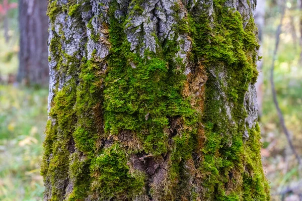 Trunk Tree Covered Green Moss — 스톡 사진
