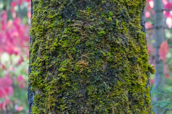 Trunk Tree Covered Green Moss — 스톡 사진