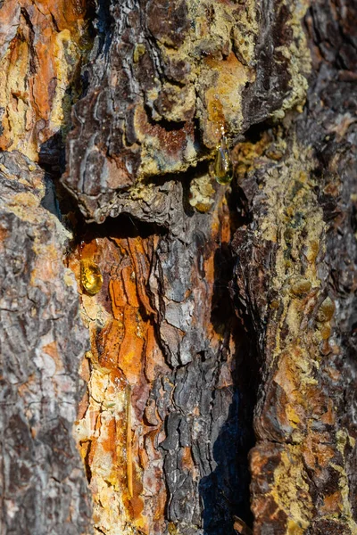 Texture Old Pine Bark Rough Pine Bark Close — Foto de Stock