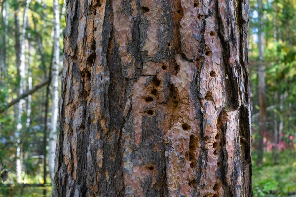 Tree Trunk Traces Woodpecker Hollowing Holes Tree Woodpecker Made — стоковое фото