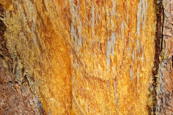 Damaged Pine Trunk Pine Damaged Bark Protruding Resin — Stock Photo, Image