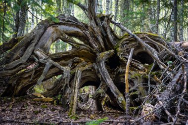 Yerden çıkmış eski kuru kökler.