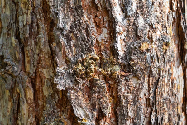 Texture Old Pine Bark Rough Pine Bark Close — 스톡 사진