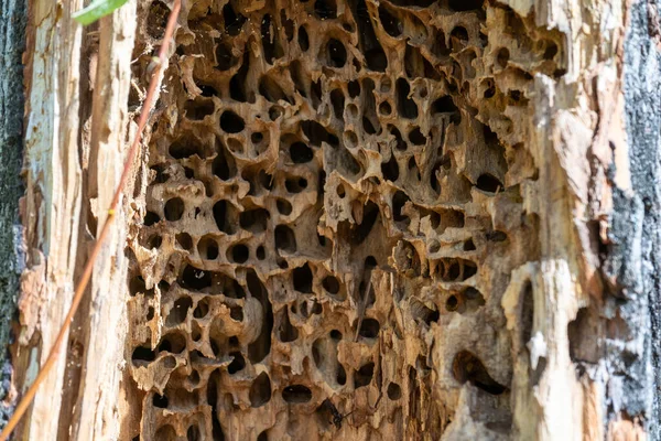 Traces Damage Tree Larva Cerambyx Beetle — 스톡 사진