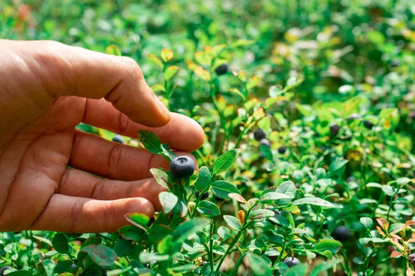 Collection Forest Blueberries Hand Plucks Blueberry Berry — Photo