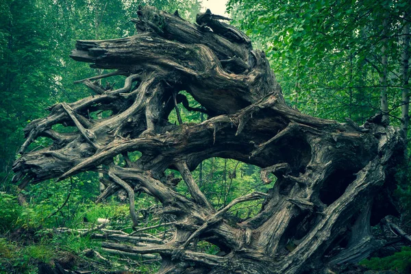 Roots Old Fallen Trees Large Dry Tree Root — Foto de Stock