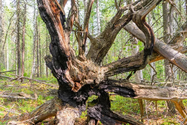 Remains Tree Dry Dead Upturned Gray Roots Old Dry Roots — Stockfoto