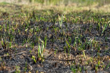 Yanmış çimen tarlası. Yangından sonraki tarla.