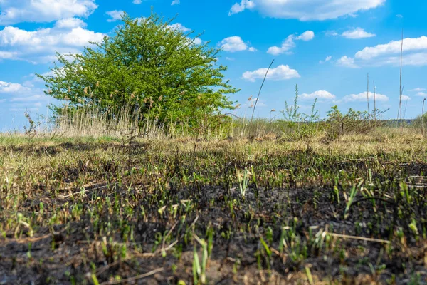 Green tree in a field of burnt grass. The field after the fire. — Stockfoto