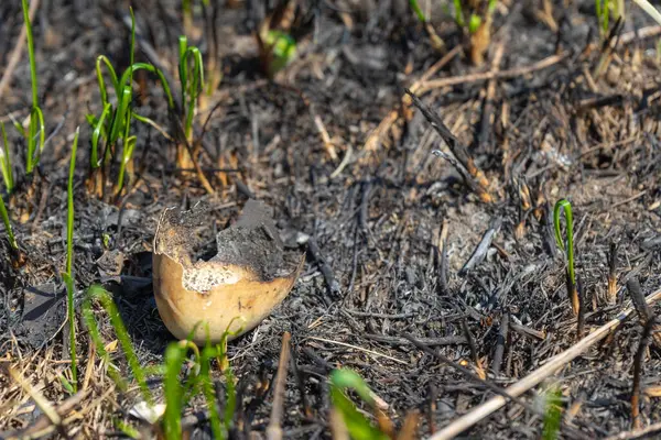 Burnt Eggshell Field Fire Meadow Fire — Foto de Stock